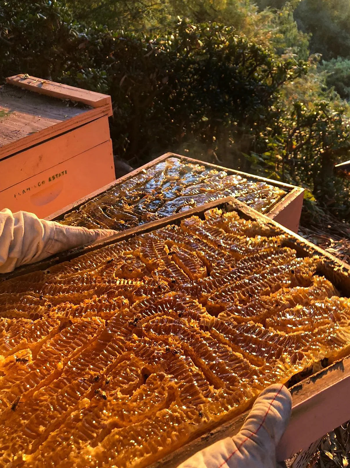 Native Wildflower Honey