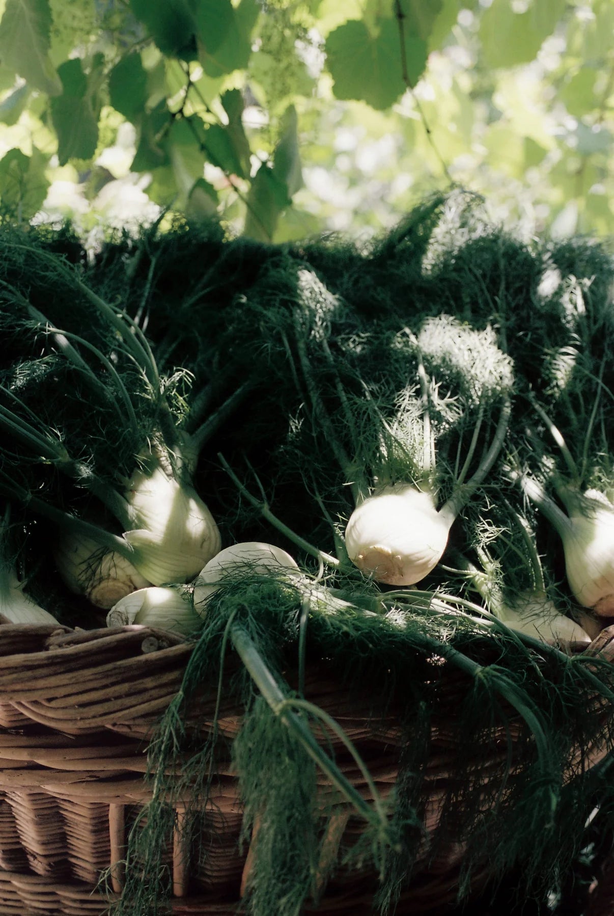 Fennel Flower Olive Oil